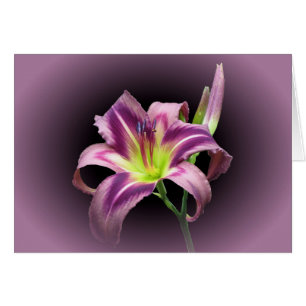 Cartão Estrela do lírio com roxo - hemerocallis
