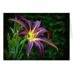 Cartão Estrela escura - hemerocallis