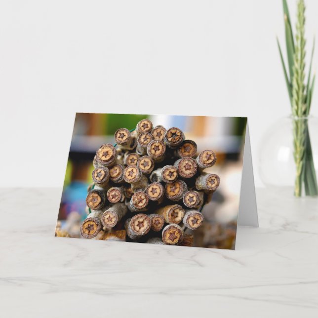 Cartão Estrelas ao longo das árvores de madeira de algodã (Frente)