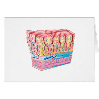 Cartão Estrutura Da Anatomia E Camadas Da Parede Do Estôm