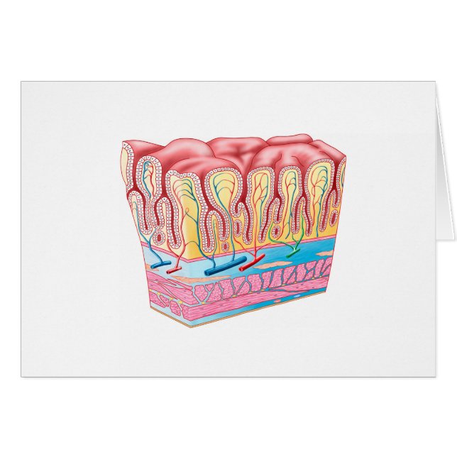 Cartão Estrutura Da Anatomia E Camadas Da Parede Do Estôm (Frente Horizontal)