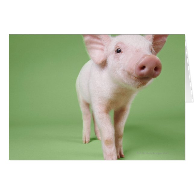 Cartão Estúdio Cortado de Piglet em Pé (Frente Horizontal)