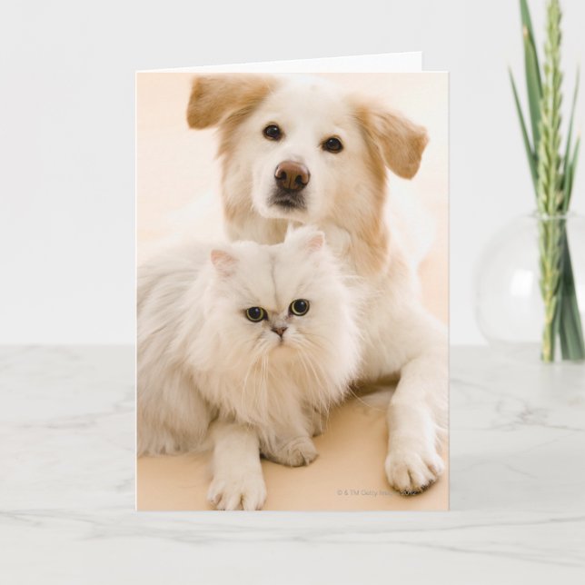 Cartão Estúdio de gato e cão (Frente)