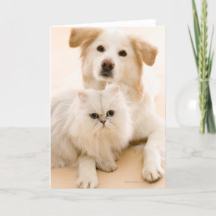Cartão Estúdio de gato e cão