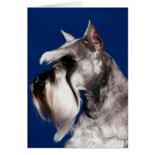 Cartão Estudo da cabeça do Schnauzer diminuto