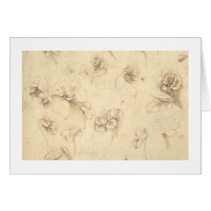 Cartão Estudo das flores Grama-como de plantas (Briza M