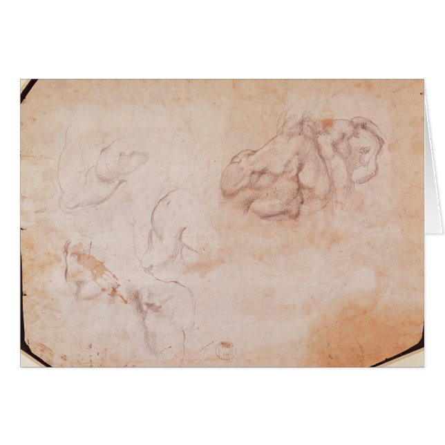 Cartão Estudo dos músculos (Frente Horizontal)