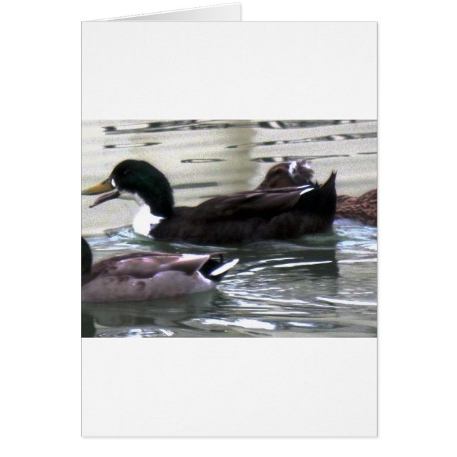 Cartão Eu adoro Patos (Frente)