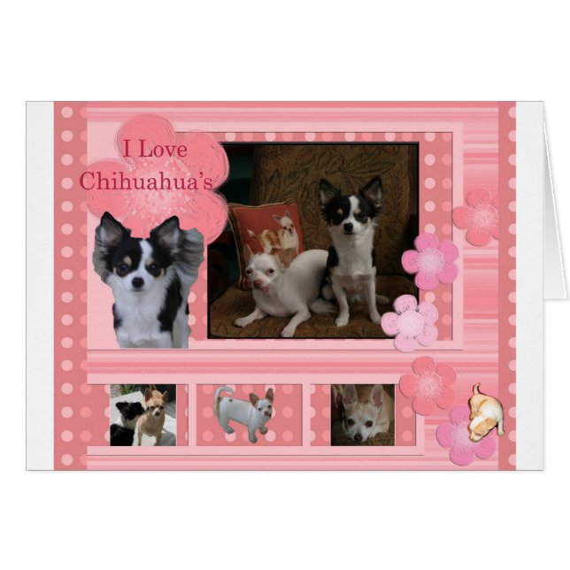 Cartão Eu amo Chihuahuas (Frente Horizontal)