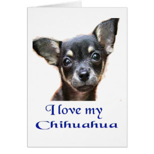 Cartão Eu amo o meu Chihuahua
