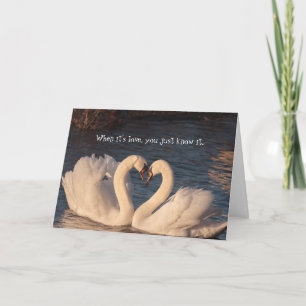 Cartão Eu Amo Você Carta de Aniversário Coração de Cisne