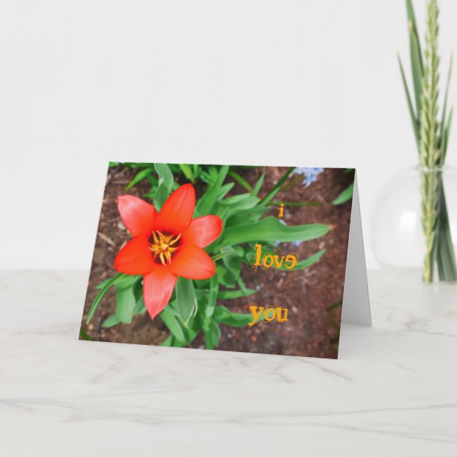 Cartão Eu amo você-Red Tulip Card (Frente)