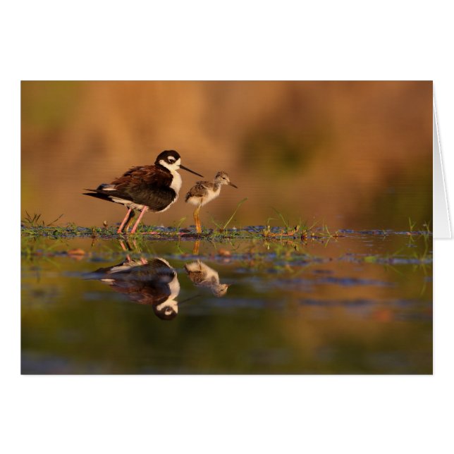 Cartão Eu e o meu pintinho (Frente horizontal)
