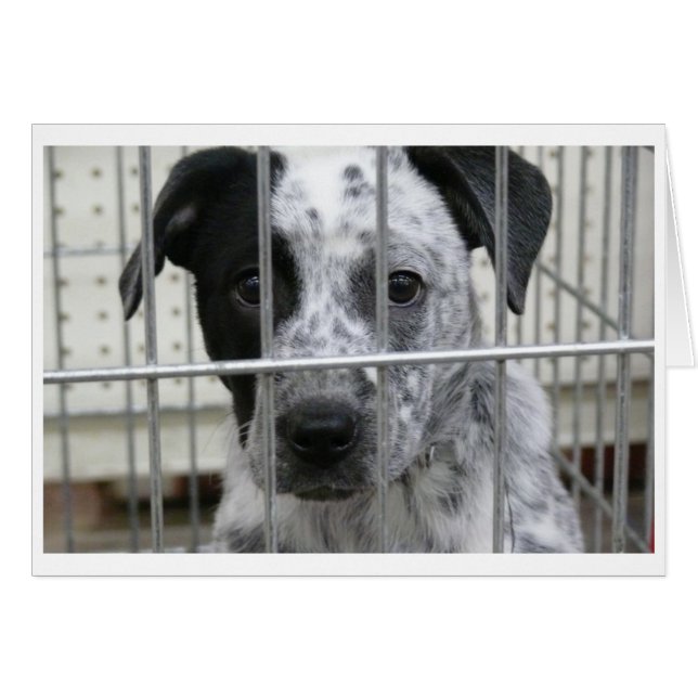 CARTÃO EU ESTAVA ENQUADRADO! (Frente Horizontal)