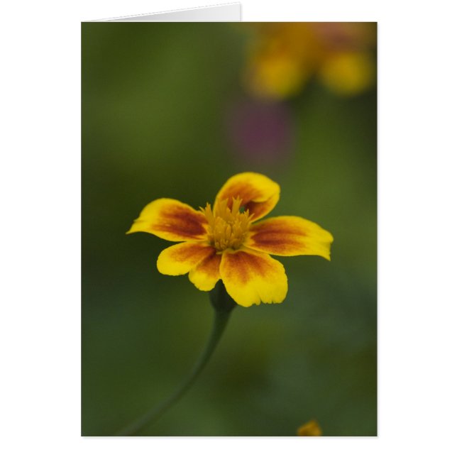 Cartão eu mesmo (Frente)