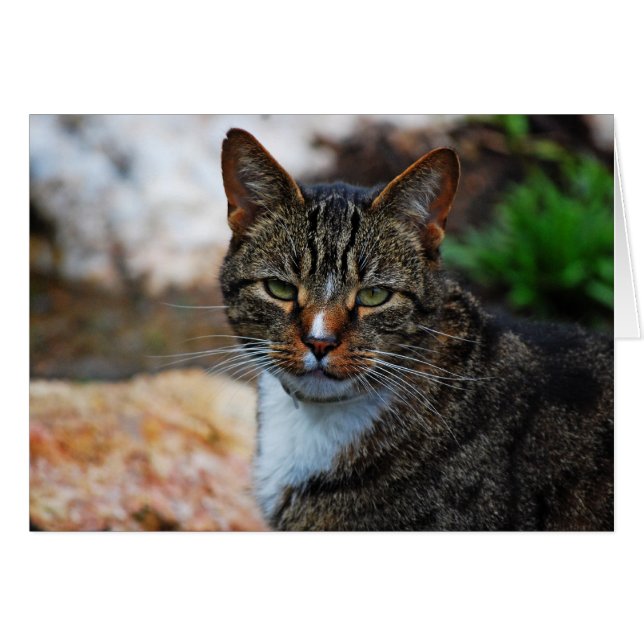 Cartão Eu não estou estupefato... (Frente Horizontal)