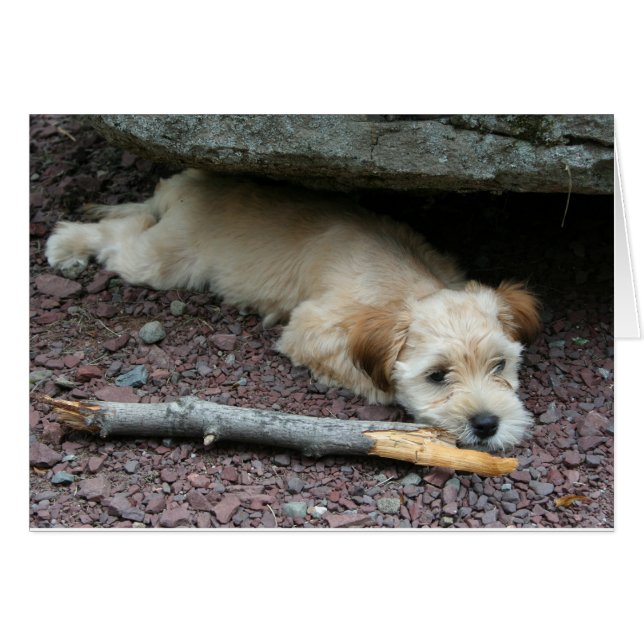 Cartão Eu posso ajudá-lo a cardar (Frente Horizontal)