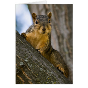 Cartão Eu pude ser interessado