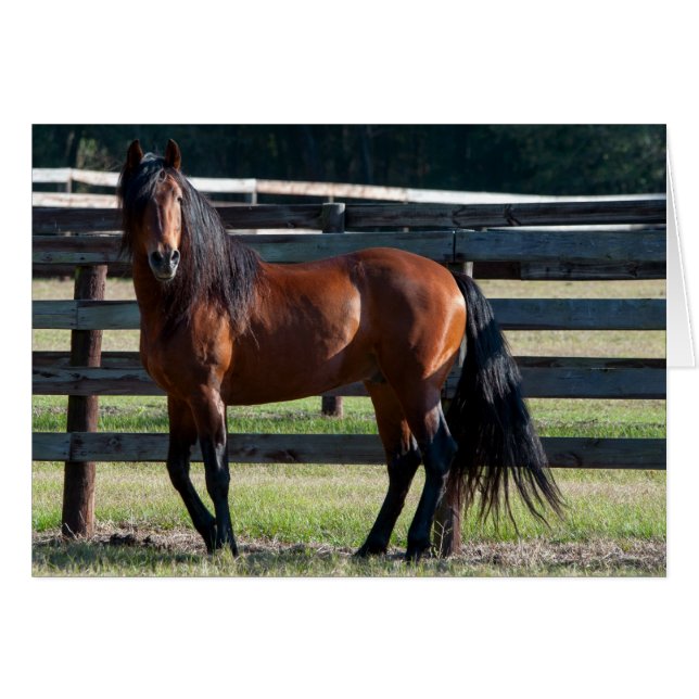 Cartão Eu sou muito sexy (Frente Horizontal)