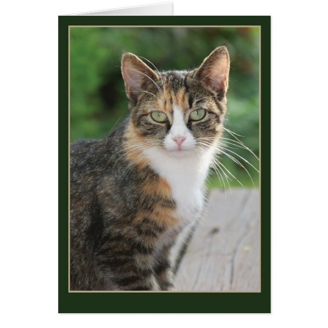 Cartão Eu vim... Aspurei (Frente)