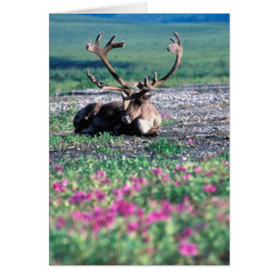 Cartão EUA, Alasca, Parque Nacional Denali, Rena