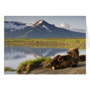 Cartão EUA, Alasca, Parque Nacional Katmai, Ursos Pardo
