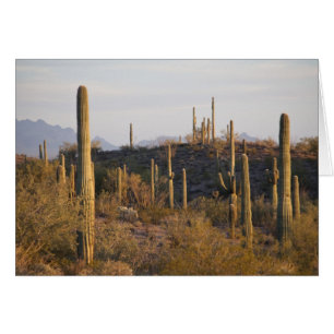 Cartão EUA, Arizona, Deserto de Sonora, Ajo, Ajo 2