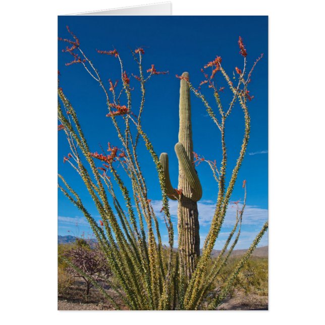 Cartão EUA, Arizona. Parque Nacional De Cactus Em Saguaro (Frente)