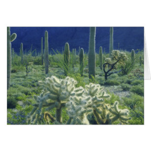Cartão EUA, Arizona, Parque Nacional do Cacto Organ Pipe