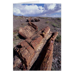 Cartão EUA, Arizona, Petrified Forest National Park, 2