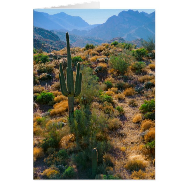 Cartão EUA, Arizona. Vista do Deserto (Frente)