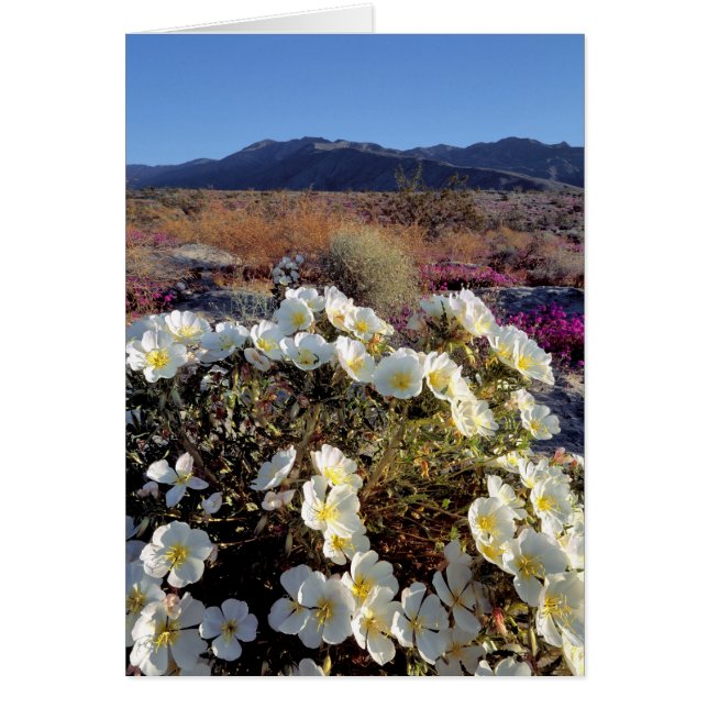 Cartão EUA, Califórnia, Anza-Borrego DSP. Dune à noite 2 (Frente)