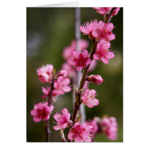 Cartão EUA, Califórnia. Flores Cor-de-Rosa Em Uma Árvore