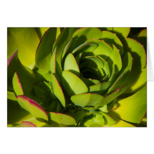 Cartão EUA, Califórnia. Grande Planta de Lobelia em Close