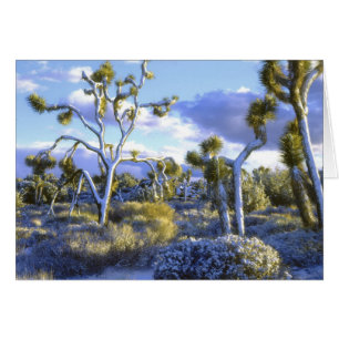 Cartão EUA, Califórnia, Parque Nacional Joshua Tree. 2