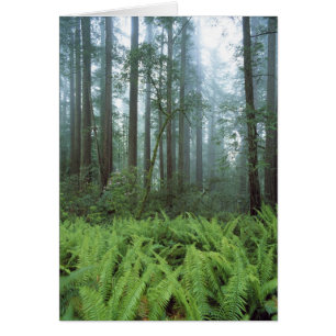 Cartão EUA, Califórnia, Redwood NP. Samambaias e