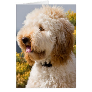 Cartão EUA, Califórnia. Retrato do Labradoodle 3