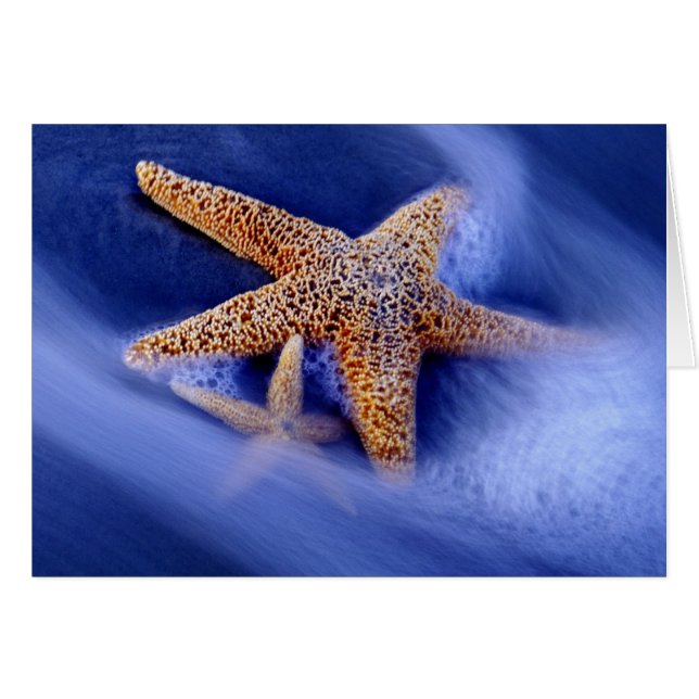 Cartão EUA, Carolina do Sul, Ilha Hilton Head. Dois (Frente Horizontal)