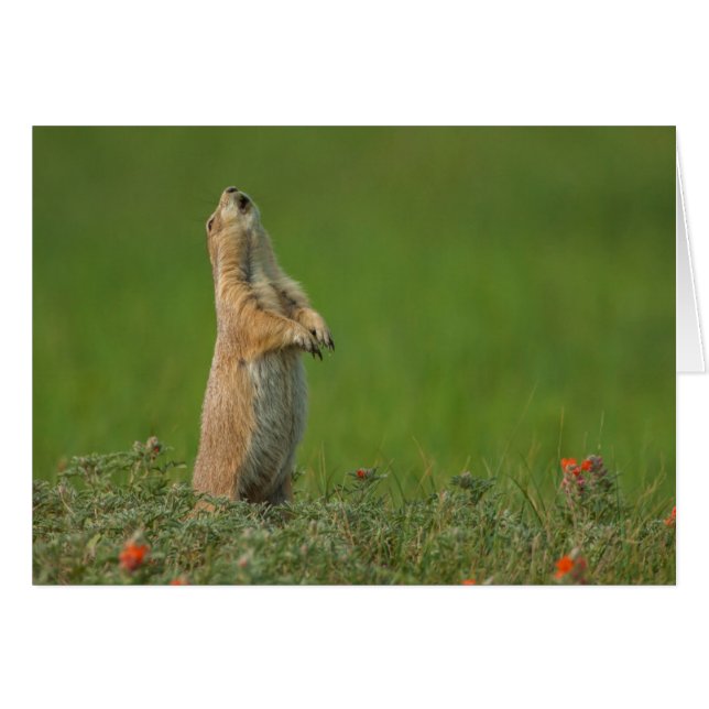 Cartão EUA, Dakota do Sul, Parque Estadual Custer (Frente Horizontal)