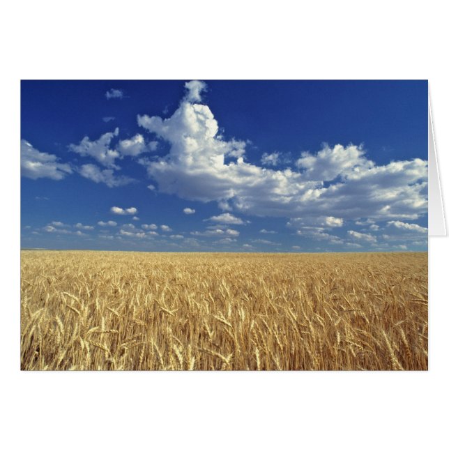 Cartão EUA, Estado de Washington, Colfax. Trigo-lombo (Frente Horizontal)