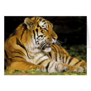 Cartão EUA, Michigan, Detroit. Detroit Zoo, tigre em