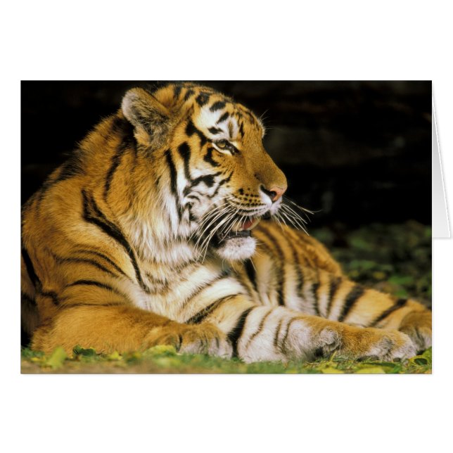 Cartão EUA, Michigan, Detroit. Detroit Zoo, tigre em (Frente Horizontal)