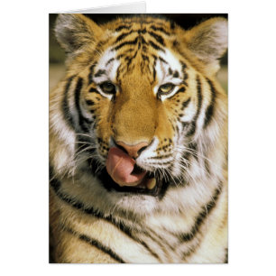 Cartão EUA, Michigan, Detroit. Zoológico de Detroit, tigr