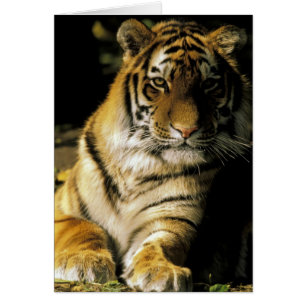 Cartão EUA, Michigan, Detroit. Zoológico de Detroit, tigr