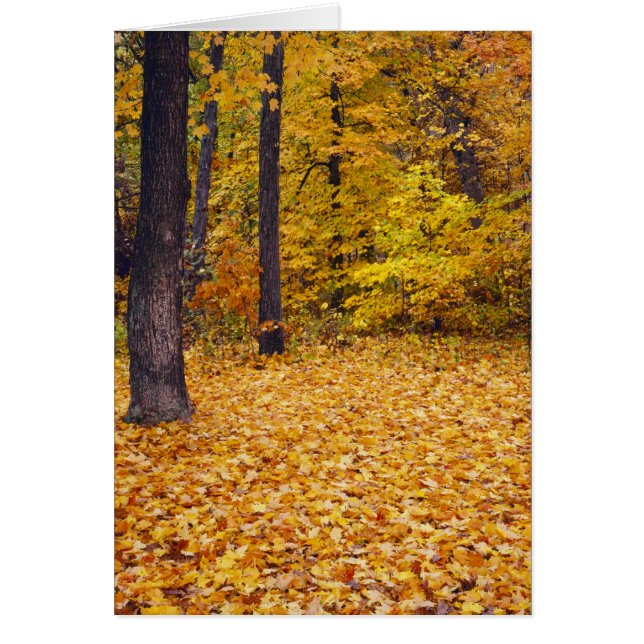Cartão EUA, Missouri, Condado de Boone, Maple Forest em (Frente)