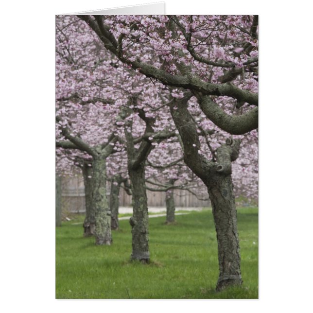 Cartão EUA, Nova Iorque, East Hampton. Cerejeiras em (Frente)