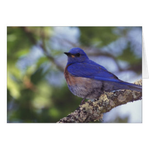 Cartão EUA, Oregon. Bluebird Ocidental masculino