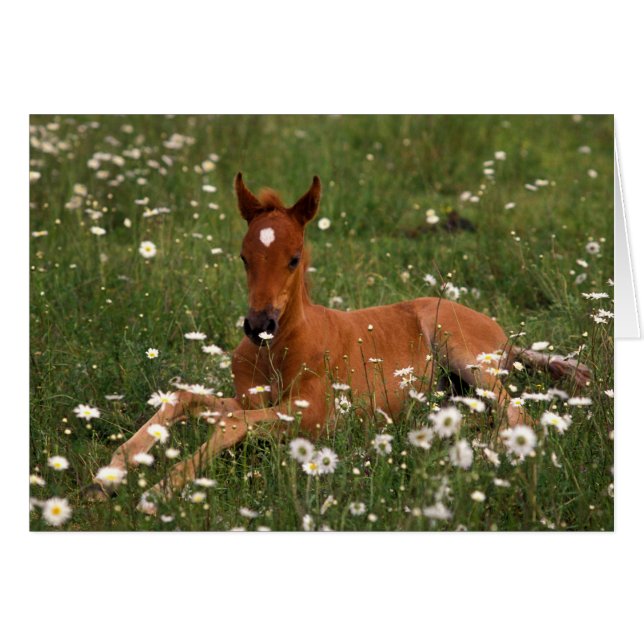 Cartão EUA, Oregon, Pony Árabe. (Frente Horizontal)