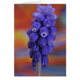 Cartão EUA, Oregon, Portland. Close-up de uva azul