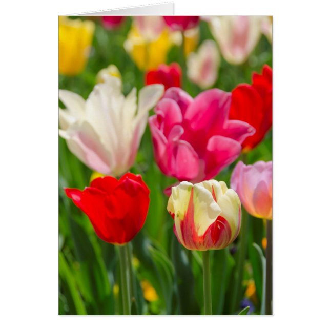 Cartão EUA, Tennessee, Nashville (Frente)